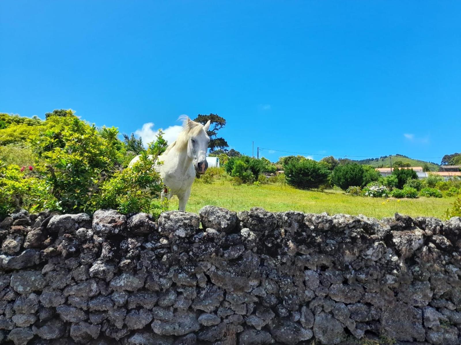 Lost In Thyme Lajes do Pico